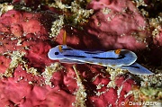 Chromodoris sp29-Tomia Hondue Beach-19m-20180525-Denis-ADER-DSC_0338_tn